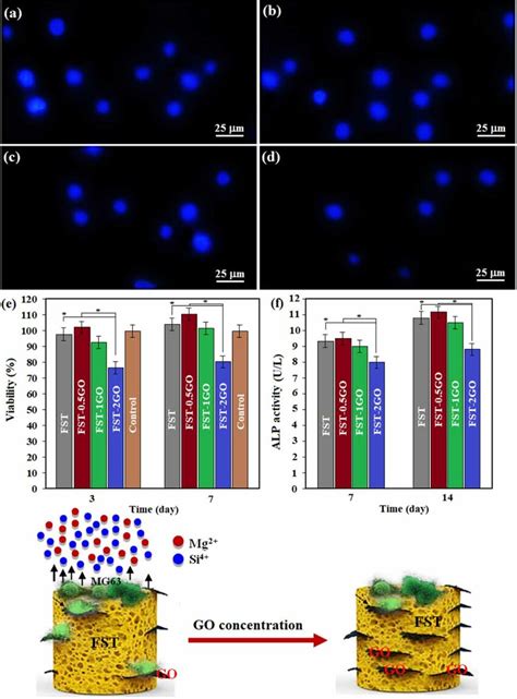 Dapi Staining Of Mg63 Cells Cultured On A Forsterite Scaffold A And