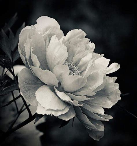 A Black And White Photo Of A Large Flower