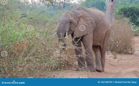 African Landscape with Foraging Elephant Stock Image - Image of adventure, format: 162168749