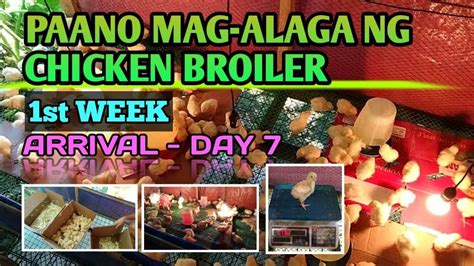 PAANO MAG ALAGA NG CHICKEN BROILER 1st WEEK ARRIVAL DAY 7 7th