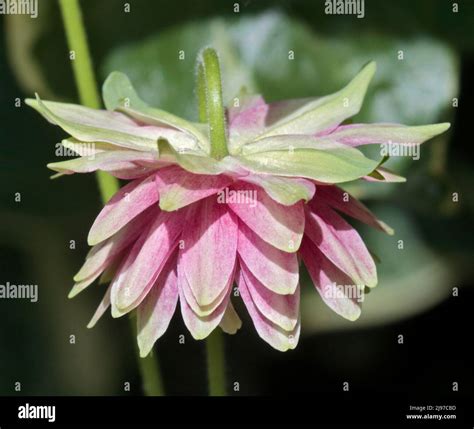 Pink Aquilegia Nora Barlow Columbine Stock Photo Alamy