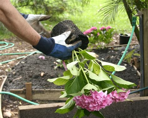 How To Plant Hydrangeas Easy Steps From Pro Gardeners Real Homes