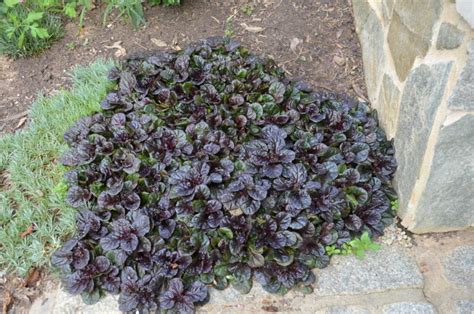 Bugleweed Ajuga Groundcover What Grows There Hugh Conlon