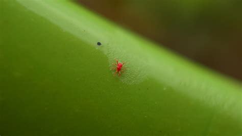 Do You Have Chiggers Crawling in Your Grass? Here’s What To Do | Free ...