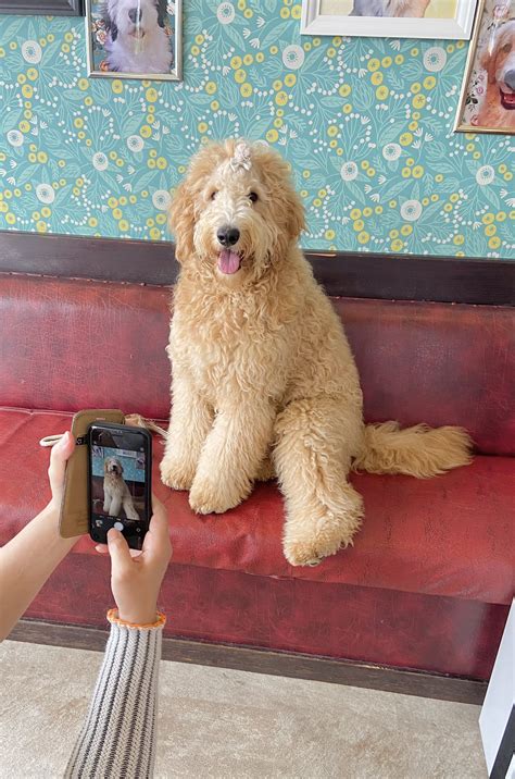 大型犬カフェgrand Mou《ぐらんむー》 On Twitter 今日は映画ハウを見てゴールデンドゥードルに会いに来てくださった方も居て