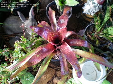 Australian And New Zealand Gardening Bromeliads For Novices And