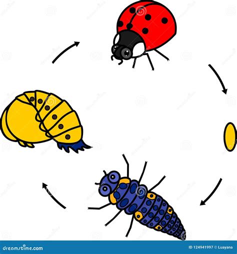 Life Cycle Of Ladybug Stages Of Development Of Ladybug From Egg To