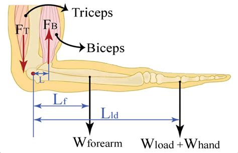 The Biomechanical Model With The Pivot At The Elbow Joint And The