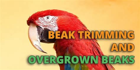 Parrot Beak Trimming and Grinding for Overgrown Beaks