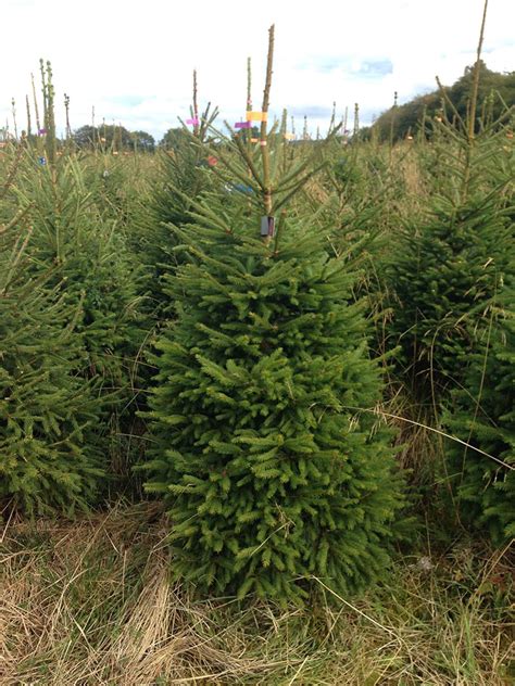 Norway Spruce Real Christmas Tree Uk