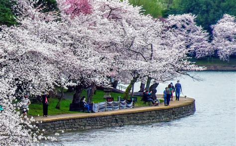 National Cherry Blossom Festival In Full Force D C Is Open Dmv Digest