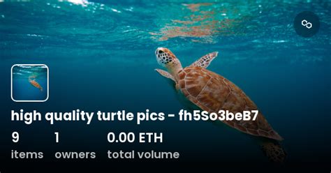 high quality turtle pics - fh5So3beB7 - Collection | OpenSea