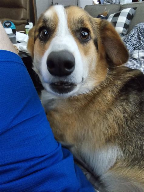 Jasper's "why did you stop petting me" face : r/corgi