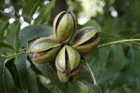 Oklahoma Farm Report Upcoming Seminar How To Start Growing Pecans