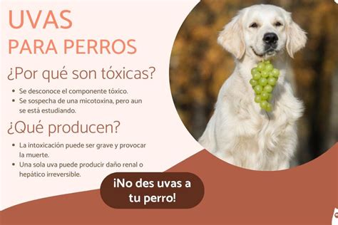 Qué hacer si tu perro ha comido uvas