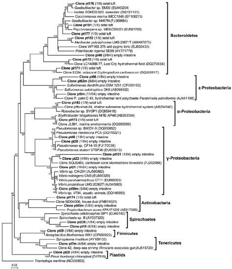 Phylogenetic Tree Of Relationships Of Bacterial 16s Rdna Ca 1500 Bp