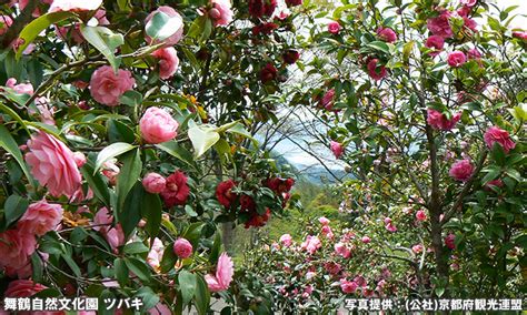 舞鶴自然文化園 キャンピングカーで行く京都府のドライブ・スポット