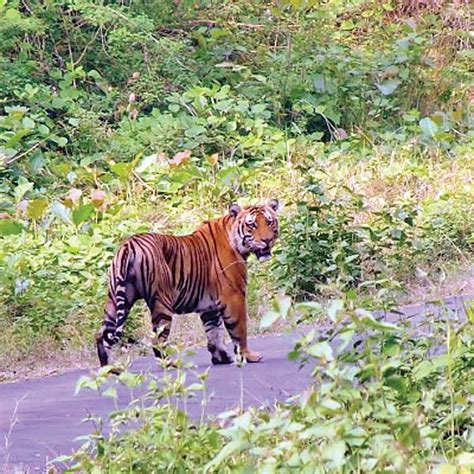 Three reserve forests merge with Mudumalai Tiger Reserve | Three reserve forests merge with ...