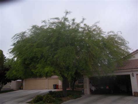 Mesquite Tree Trimming « Affordable Tree Service