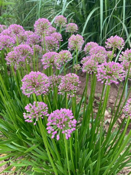 The Pros And Cons Of Ornamental Onions Craftsmumship