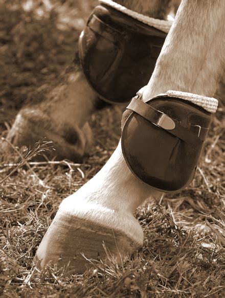 Thrush - A Spring Time Hoof Problem for Horses | EquiMed - Horse Health ...