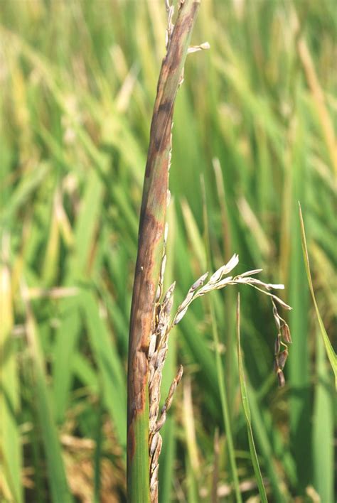 Sheath Rot Irri Rice Knowledge Bank