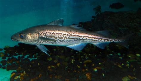 Alaskan Pollock: A beautiful Fish of the Arctic Seas