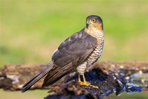 Sperber Accipiter Nisus Im Steckbrief Merkmale Vorkommen