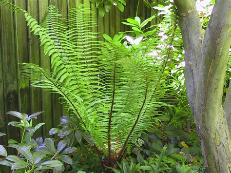 Fern Factor – New Zealand Specialist Ferns Nursery