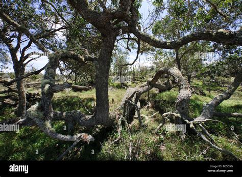 Koa tree in hawaii hi-res stock photography and images - Alamy