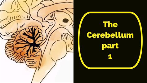 The Cerebellum Part 1 Soton Brain Hub Youtube