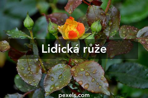 Lidická růže · Pexels