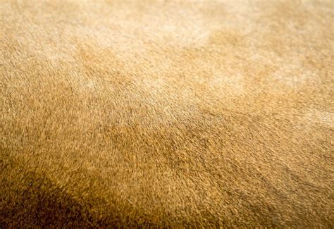 Lion Fur Texture Stock Photo Image Of Wildlife Detail 114249076