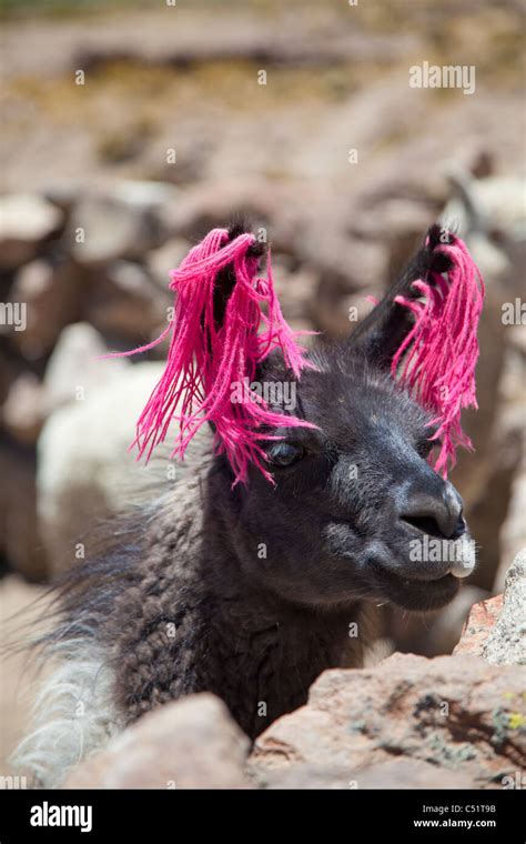 Llama Decorated With Hot Pink Wool Peru Stock Photo Alamy