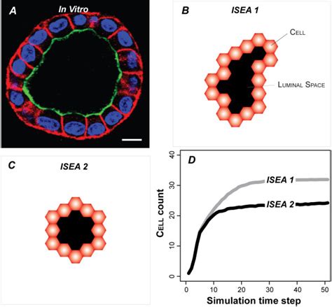 Cyst Growth In Simulated And In Vitro Mdck Cell Culture A Mdck Cells Download Scientific