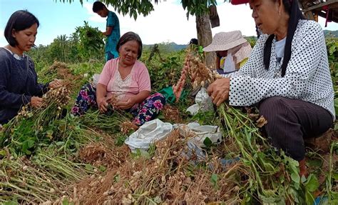 Ang Pag Ani Sa Mani Office Of The Provincial Agriculturist