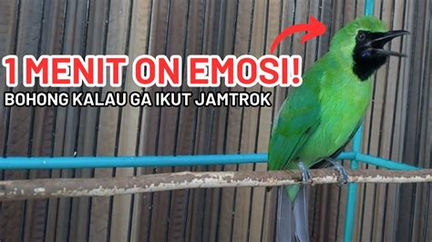 1 Menit On Emosi Pancingan Cucak Ijo Biar Emosi Cucak Ijo Gacor