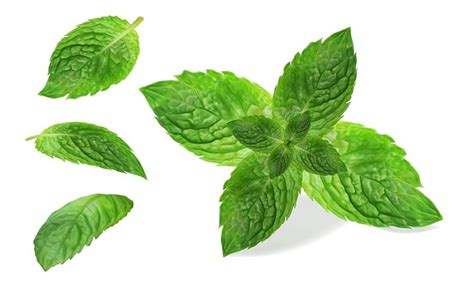 Power Of Pudina 6 Health Benefits Of Mint Leaves