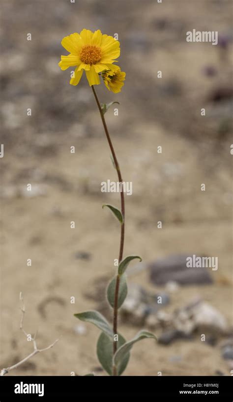 Desert Gold Hi Res Stock Photography And Images Alamy