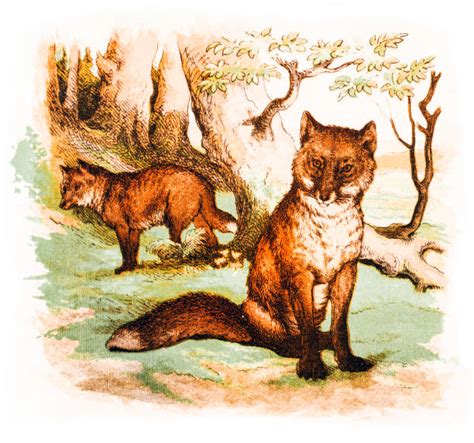 Vintage Fox Illustrations, Royalty-Free Vector Graphics & Clip Art - iStock