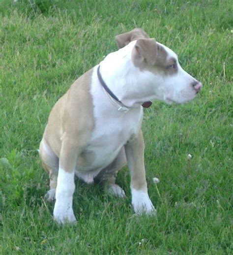 Opiniones de Pit bull terrier americano