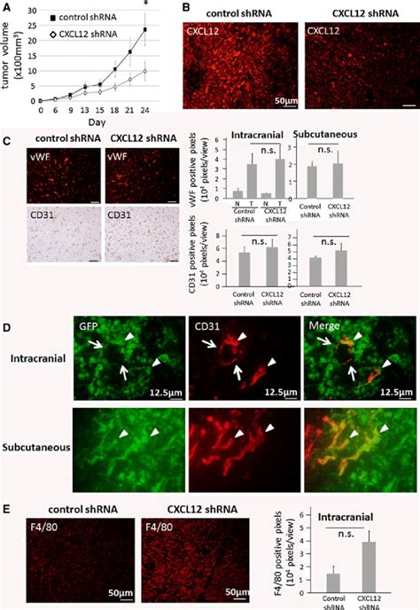 Effect Of Blocking Cxcl12 Signaling In Ts Cells On Tumor Growth And Download Scientific Diagram