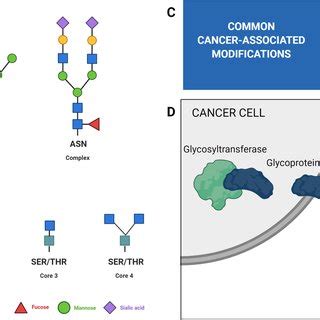 An Introduction To Glycan Structure And Glycosylation Reactions