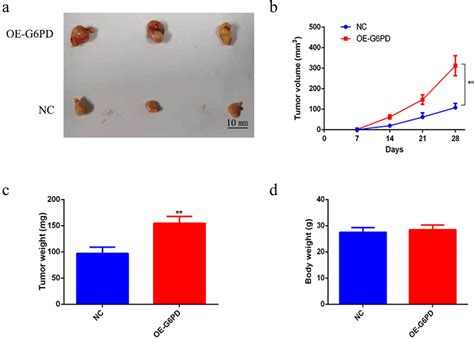 G Pd Promoted Luad Tumorigenesis In Vivo A Images Of Tumors In The