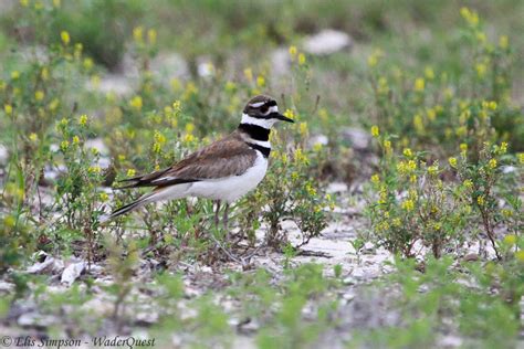Killdeer - Wader Quest
