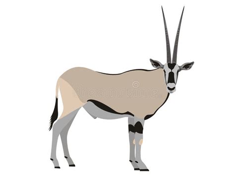 Animal Oryx Stock Illustrations 359 Animal Oryx Stock Illustrations