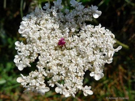 Torilis Nodosa Flores De Los Caminos A Santiago