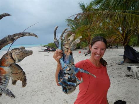 Coconut Crab Huge And Not So Harmless Steemit