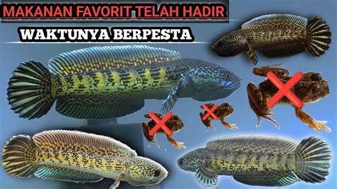 WAKTUNYA MAKAN BESAR PASUKAN DORSAL POLOS SUDAH SIAP KAPTEN Auranti