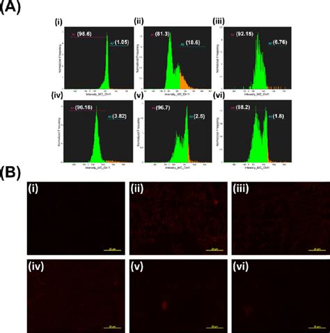 A Cellrox Deep Red Fluorescence Quantification By Flow Cytometer And